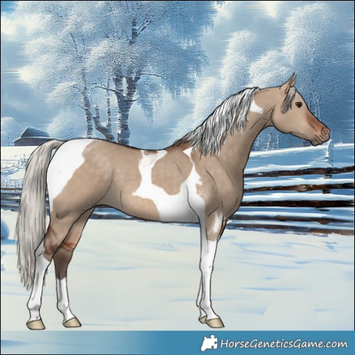 Horse Color:Silver Bay Dun Tobiano 