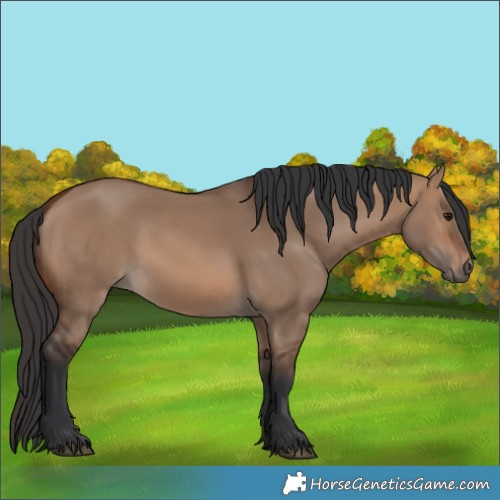 Horse Color:Brown Dun 