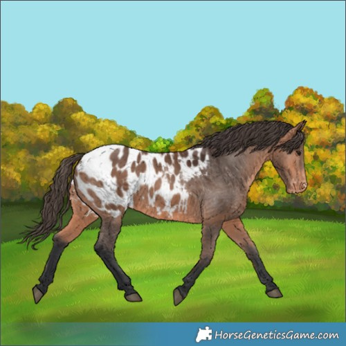 Horse Color:Bay Appaloosa 