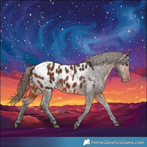 Horse Color:Bay Appaloosa 