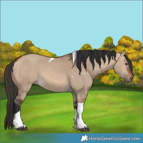 Horse Color:Bay Dun Tobiano 