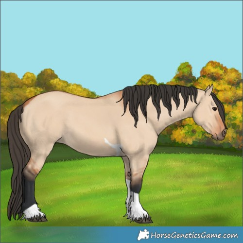 Horse Color:Bay Dun Tobiano 