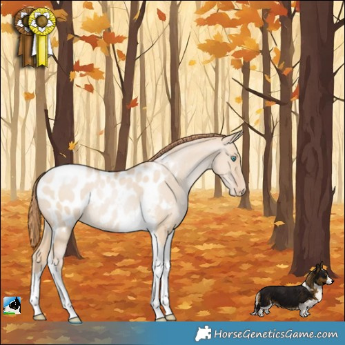 Horse Color:Smoky Grullo Pearl Tobiano Appaloosa 