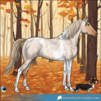 Horse Color:Red Dun Roan Tobiano 