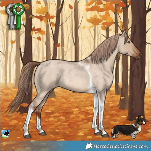 Horse Color:Red Dun Roan Tobiano 