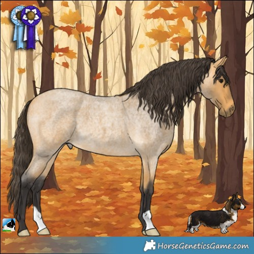 Horse Color:Buckskin Roan 