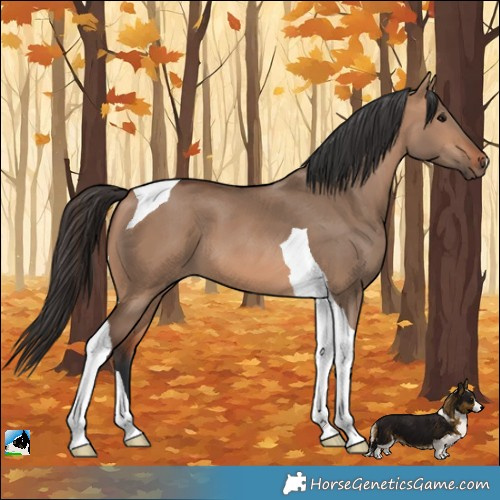 Horse Color:Bay Dun Tobiano 