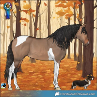 Horse Color:Bay Dun Tobiano