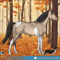 Horse Color:Bay Dun Tobiano