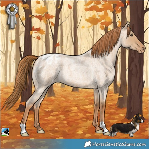 Horse Color:Red Dun Roan Appaloosa 
