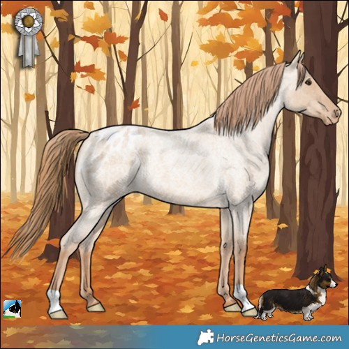 Horse Color:Red Dun Roan Appaloosa 