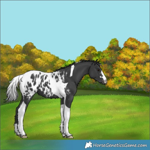 Horse Color:Black Tobiano Appaloosa