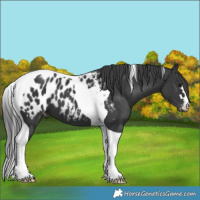 Horse Color:Black Tobiano Near Leopard 