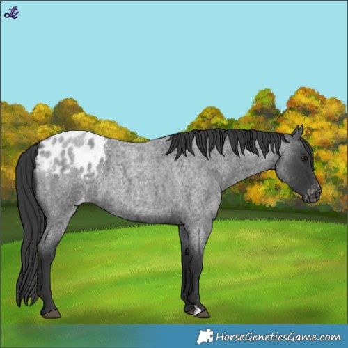 Horse Color:Blue Roan Appaloosa 