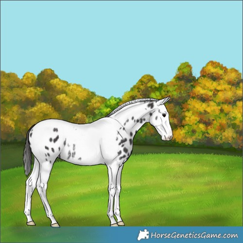 Horse Color:Smoky Black Splash Tobiano Appaloosa Rabicano