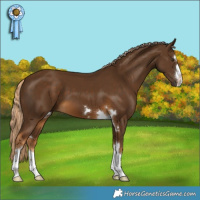 Horse Color:Chocolate Palomino 