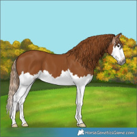 Horse Color:Gray Chestnut Splash 