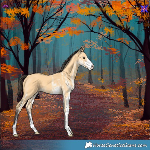 Horse Color:White Spotted Buckskin 