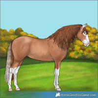 Horse Color:Gold Champagne Splash