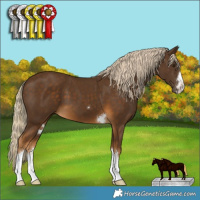 Horse Color:Chocolate Palomino 