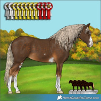 Horse Color:Chocolate Palomino 