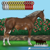 Horse Color:Chocolate Palomino