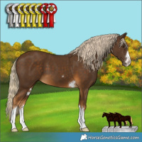 Horse Color:Chocolate Palomino