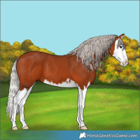 Horse Color:Silver Bay Splash 