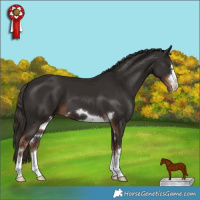 Horse Color:Liver Chestnut 