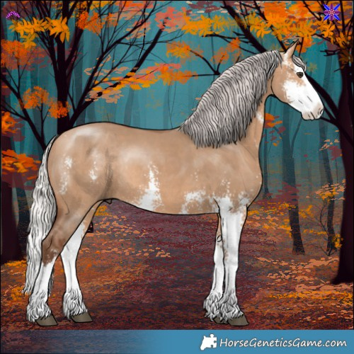 Horse Color:Silver Bay Dun Sabino Splash Rabicano 