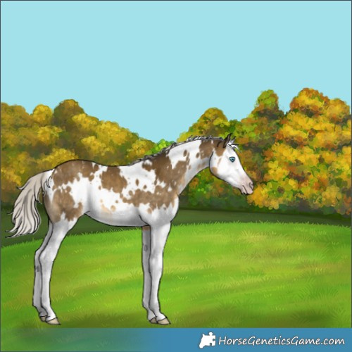 Horse Color:Gray White Spotted Silver Classic Cream Champagne Splash Appaloosa 