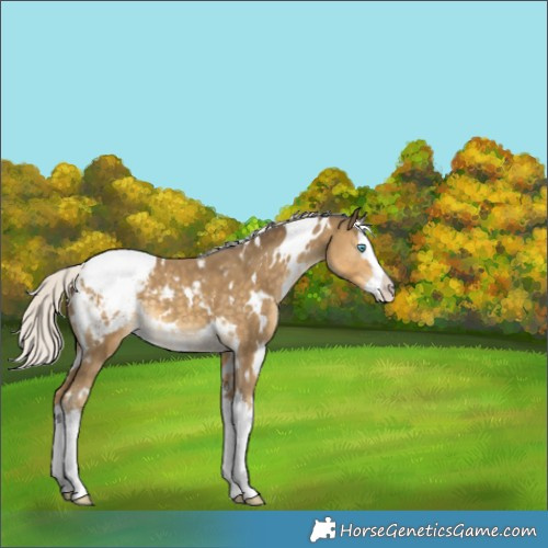 Horse Color:White Spotted Silver Classic Cream Champagne Splash Appaloosa 