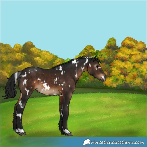 Horse Color:Gray White Spotted Brown 