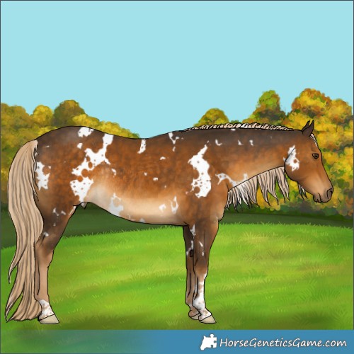 Horse Color:White Spotted Chocolate Palomino Rabicano 