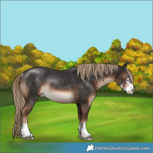 Horse Color:Liver Chestnut Sabino Rabicano 