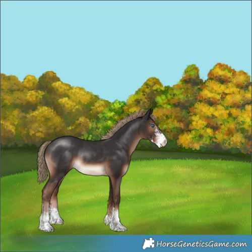 Horse Color:Liver Chestnut Sabino Rabicano 