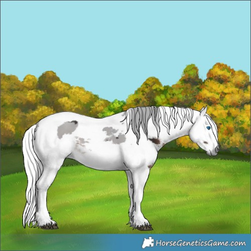Horse Color:Brown Merle 