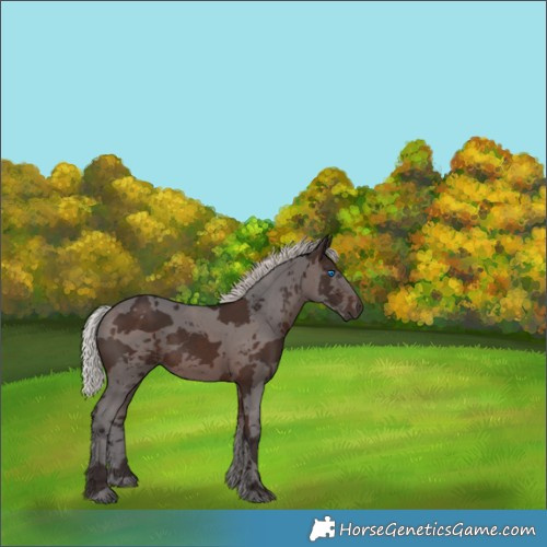 Horse Color:White Spotted Silver Brown Merle 