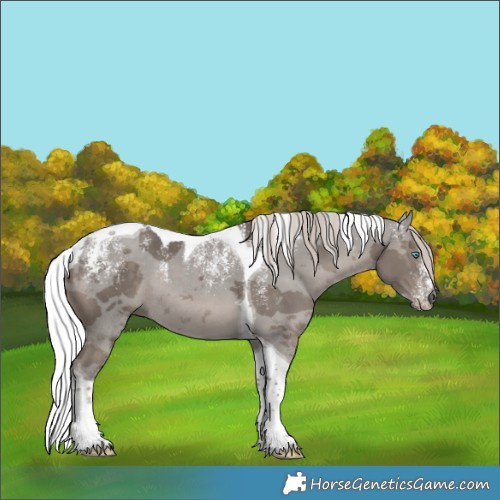 Horse Color:Powder White Silver Black Merle Tobiano Rabicano 