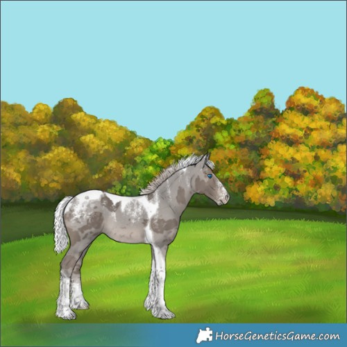 Horse Color:Powder White Silver Black Merle Tobiano Rabicano 