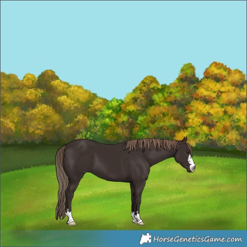 Horse Color:Liver Chestnut 
