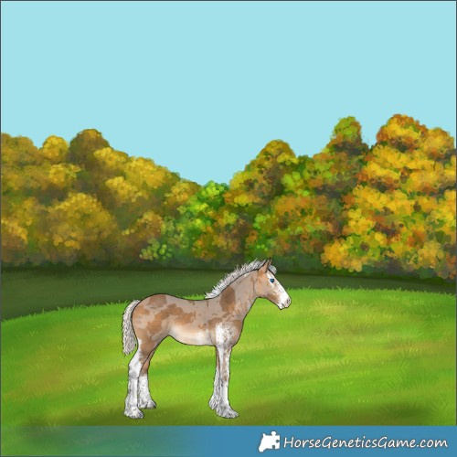 Horse Color:White Spotted Silver Buckskin Merle Tobiano 