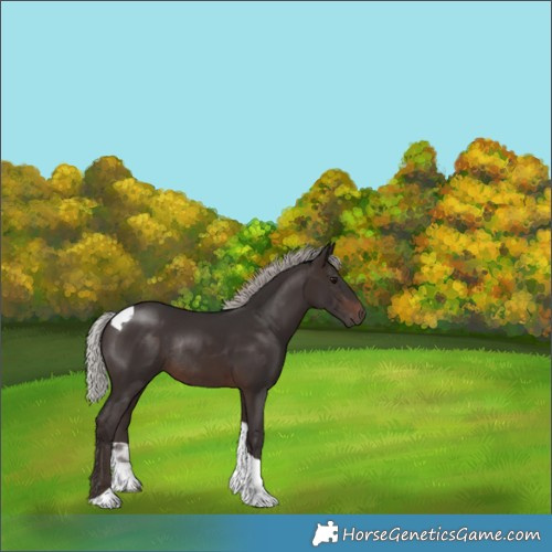 Horse Color:Silver Brown Tobiano Rabicano 