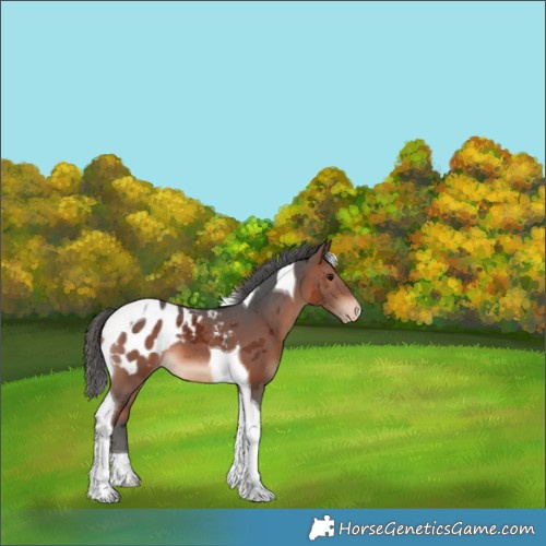 Horse Color:Bay Merle Tobiano Appaloosa 