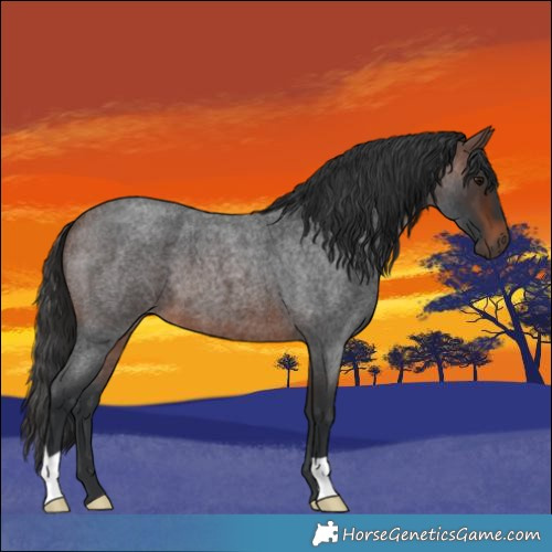 Horse Color:Brown Roan 