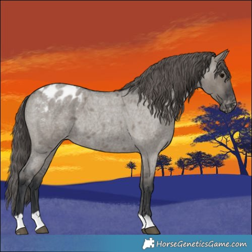 Horse Color:Grullo Roan Appaloosa 