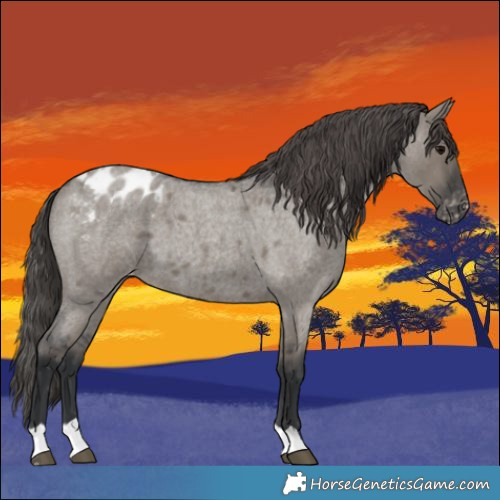 Horse Color:Grullo Roan Varnish 
