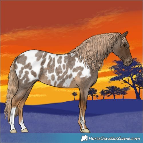 Horse Color:Chocolate Palomino Roan Appaloosa 