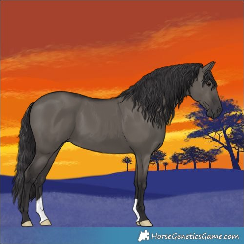 Horse Color:Smoky Grullo 
