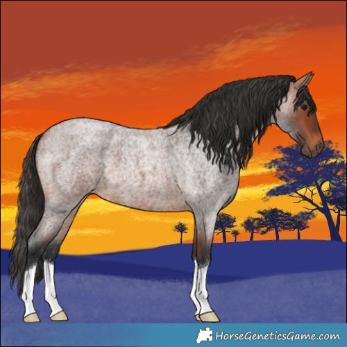 Horse Color:Bay Roan 